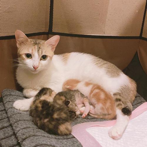 坐标深圳,母猫母亲节生了三只小猫【可负责绝育】