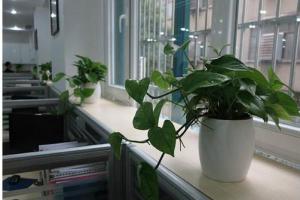 可是你知道在办公桌上放植物也要讲究风水的吗?