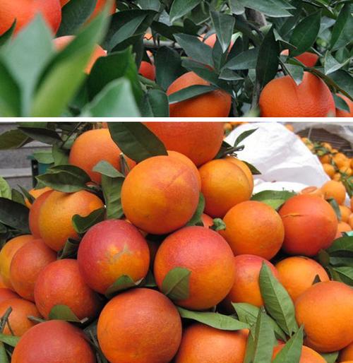 四川特色水果塔罗科血橙果园直发现摘现发支持一件代发8斤装大