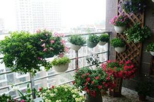 三,阳台上适合种植哪些植物?