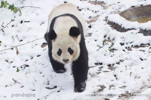 熊猫们在冬天为什么不怕冷