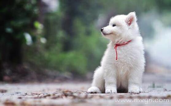 梦见白色的狗是什么意思预兆 - 原版周公解梦大全