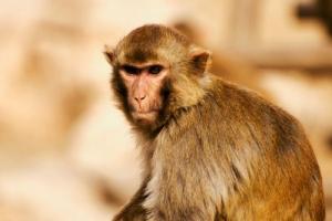 十猴九苦:揭秘68年生肖猴的毕生寿命,过了52岁后什么命?