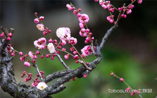 庭院种什么花风水好之梅花