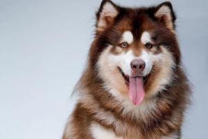 生活在寒冷地带的阿拉斯加是有名的雪橇犬,表情柔和充满友爱!
