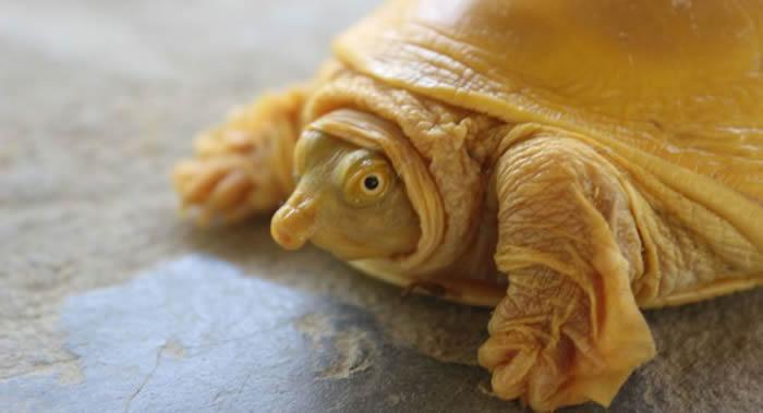 尼泊尔发现世界上第五只金色乌龟 属北印度箱鳖