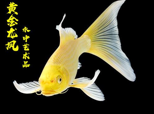 龙凤锦鲤日本纯种黄金鲤鱼风水招财金鱼冷水鱼鱼