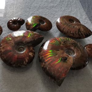 天然马达加斯加斑彩螺/菊石 化石 李居明风水摆件 吊坠海螺