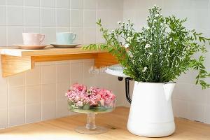 厨房放什么植物风水好 厨房植物摆放风水禁忌