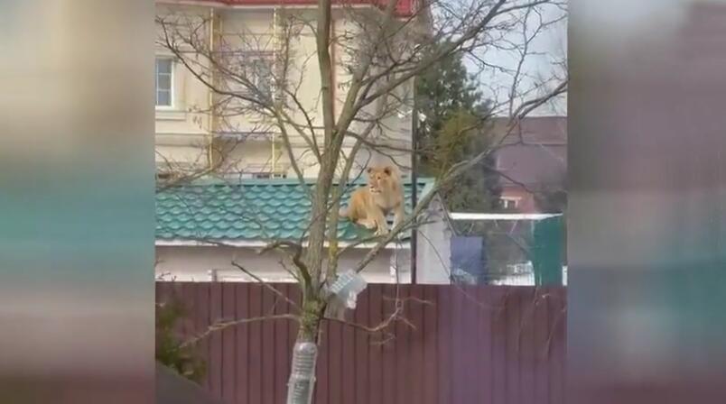 邻居养狮子!莫斯科一居民区房顶卧一只狮子引民众恐慌