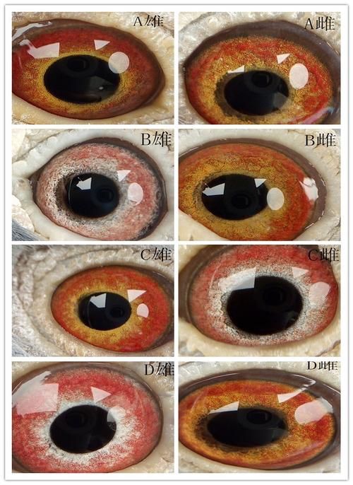 帮我看看这样配对行不行?给点意见!这些鸽眼有没有需要淘汰的?