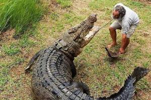 动物世界: 非洲最大的鳄鱼尼罗鳄, 残忍的冷血动物_网易订阅