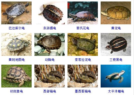 怎样识别乌龟品种图片