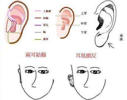 耳朵可以看富贵命运,这几种耳朵财运最好看看你中了没