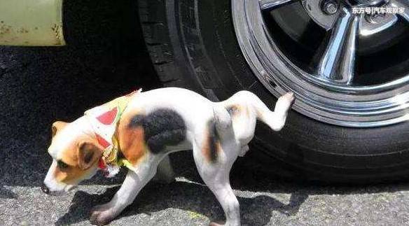 狗尿对轮胎真的有危害么?