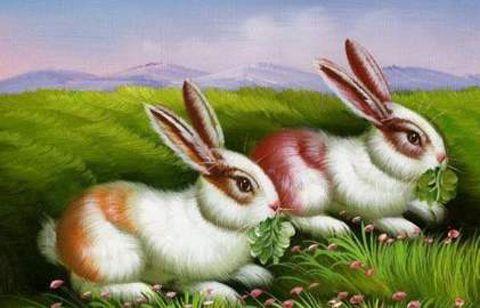 1999年属兔的人命运 1999年属兔的是什么命