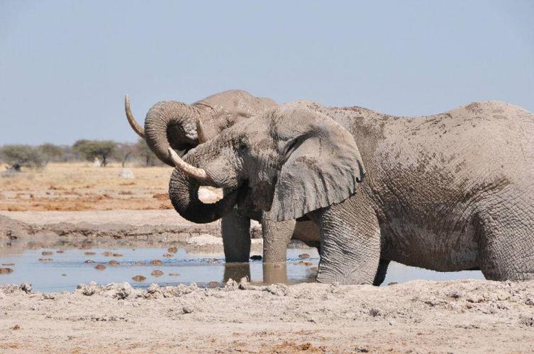 在博茨瓦纳恩克塞盐沼国家公园,两头大象在一处水潭中喝水