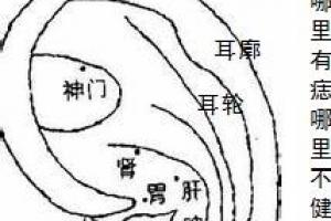 关于耳部痣相图解分析-学路网-学习路上 有我相伴