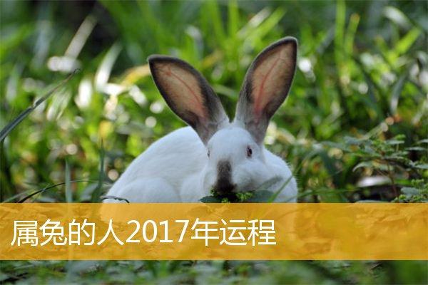 属兔的人2023年运程,属兔人2023年全年运势_属兔_华人开运网