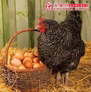 梦见鸡下蛋捡鸡蛋梦见鸡和鸡蛋