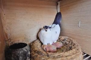 5月16日,鸽子窝里,两只刚刚出生的小鸽子依偎在母鸽子身下.