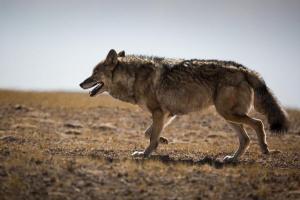 对于外人而言,在野外遇到狼群是相当可怕的一件事情,但是对于朝鲁而言