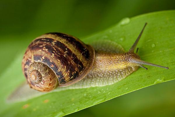 蜗牛是益虫还是害虫?