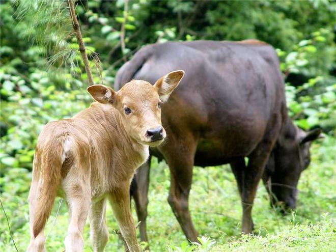 广州幸福田园犇牛牧场牛宝宝批量出生国庆假期邀请小朋友来取名