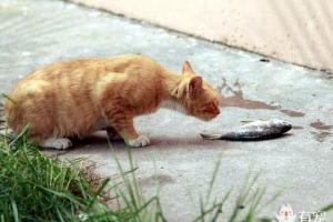 猫吃鱼,小事情中的大学问
