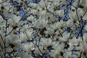 玉兰树,俗称白玉兰,为木兰科,属落叶乔木,是园林绿化的较好树种.