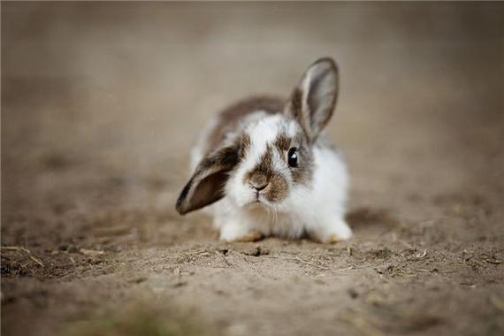 1999年出生属兔的适宜的生肖
