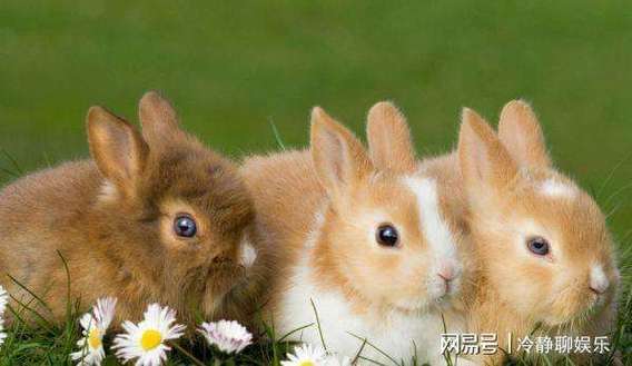 属兔的婚姻最佳配偶是谁_属兔的婚姻最佳配偶