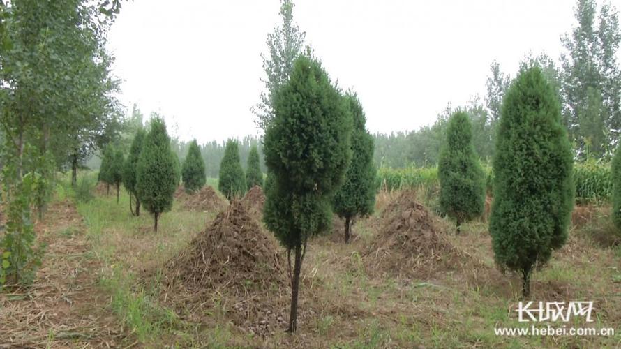 3,坟地种柏树,不能太靠近坟墓!风水危害很大!