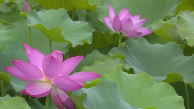 石家庄市植物园内荷花面积最大的区域当属荷花萍,翠