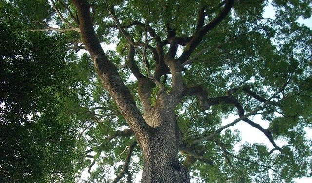 9600多岁了揭秘全球最古老的10棵树