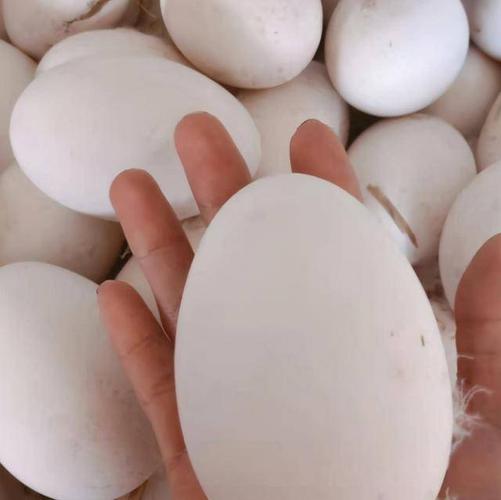 为什么市场上有卖鸡蛋和鸭蛋的但是没有卖鹅蛋的看完涨知识了