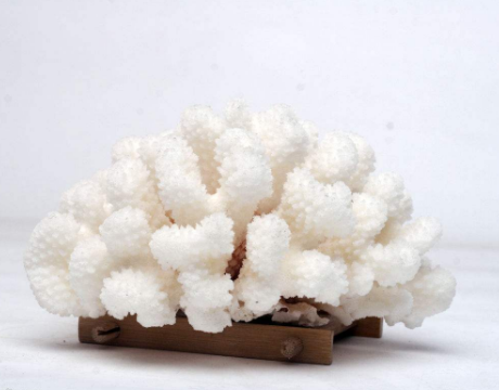 白珊瑚多少钱一克_白珊瑚的功效与作用 - crd克徕帝珠宝官网
