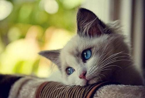 猫咪抑郁症表现1.猫咪丧失玩乐的兴趣,无愉快感;2.