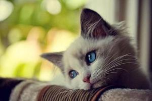 猫咪抑郁症的表现蘑菇宠医(猫猫抑郁症怎么处理)